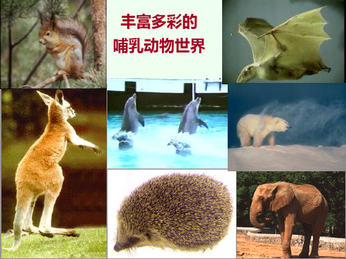 24 哺乳类分类