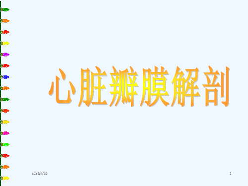 心脏瓣膜解剖