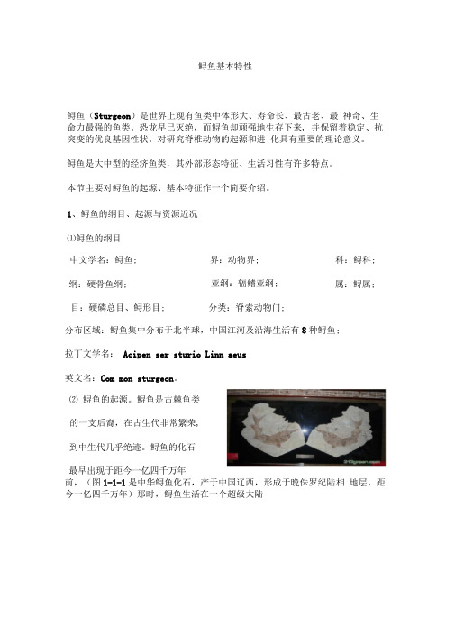 鲟鱼基本特性