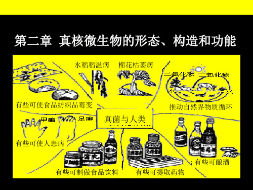 真核微生物的形态、构造和功能3