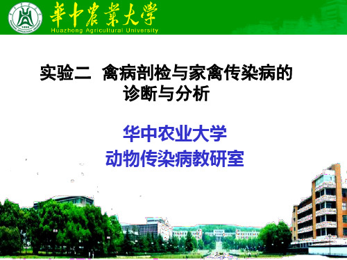 《动物传染病学》课件：实验二 禽病剖检与家禽传染病的诊断与分析