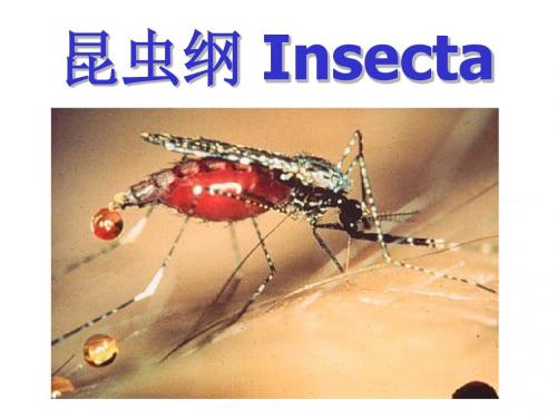 昆虫纲