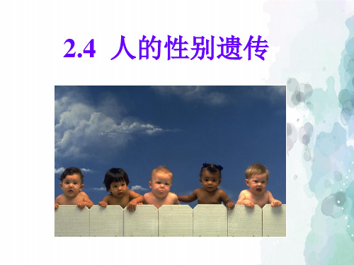 人教版-生物-八年级下册第七单元2.4人的性别遗传