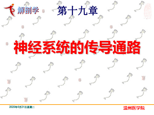 26.神经系统的传导通路 系统解剖学课件