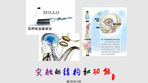 突触的结构和功能PPT课件