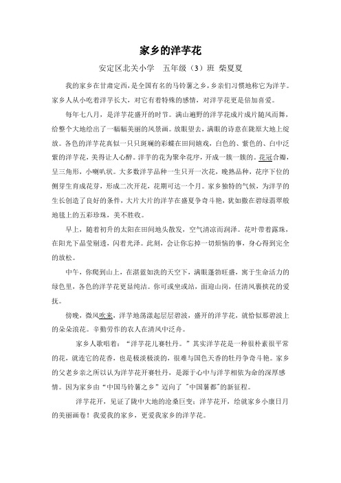 家乡的洋芋花