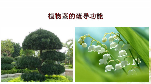苏教版初中生物七年级上册第三单元第五章第四节 植物茎的输导功能 课件(21张PPT)