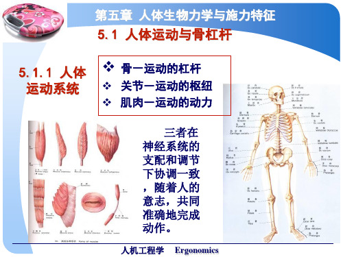 第五章-人体生物力学与施力特征