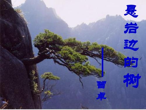 《悬岩边的树》课件