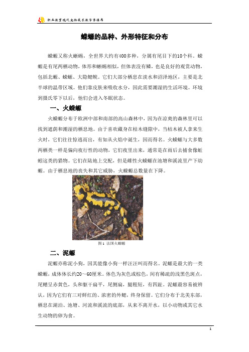 蝾螈的品种、外形特征和分布.