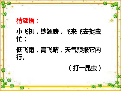 《放飞蜻蜓》精选课件PPT