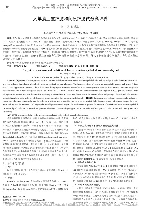 人羊膜上皮细胞和间质细胞的分离培养