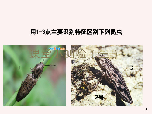 膜翅目、直翅目、等翅目及其重要科的识别