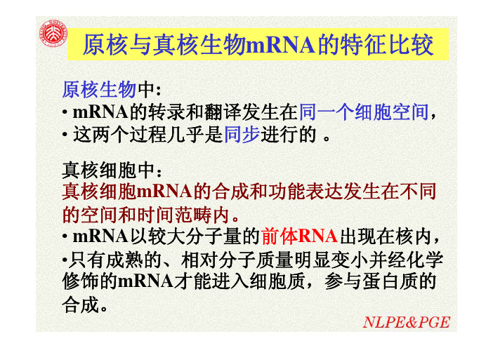 原核与真核生物mRNA的特征比较