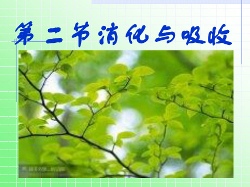 4.2.2消化与吸收
