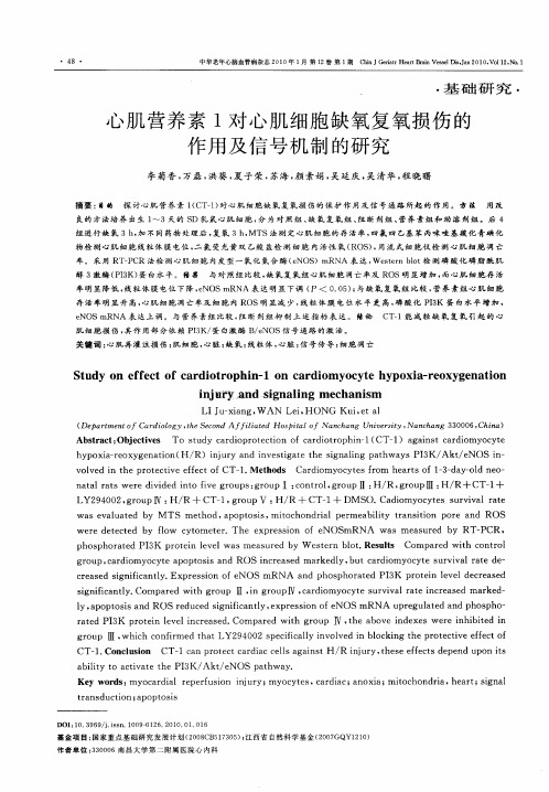 心肌营养素1对心肌细胞缺氧复氧损伤的作用及信号机制的研究