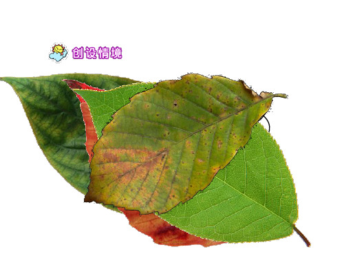 11019《蓝色的树叶》1精品PPT课件