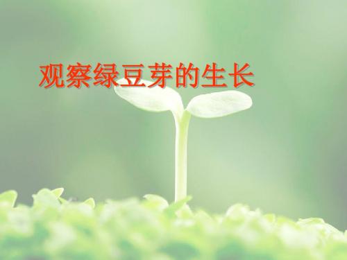 教科版科学五上《观察绿豆芽的生长》PPT课件3