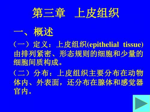 第三章 上皮组织