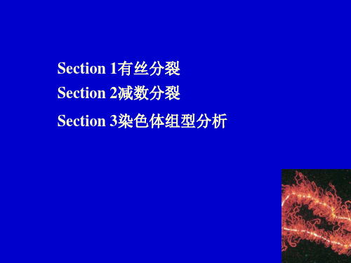 第三章染色体的运动