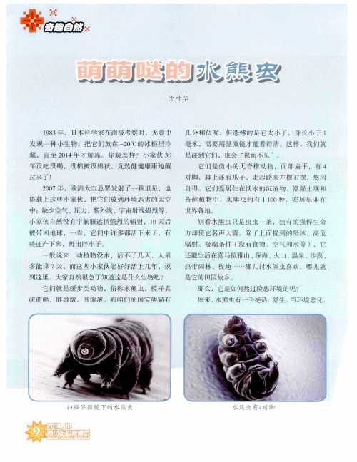 萌萌哒的水熊虫