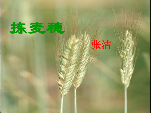 《拣麦穗》课件