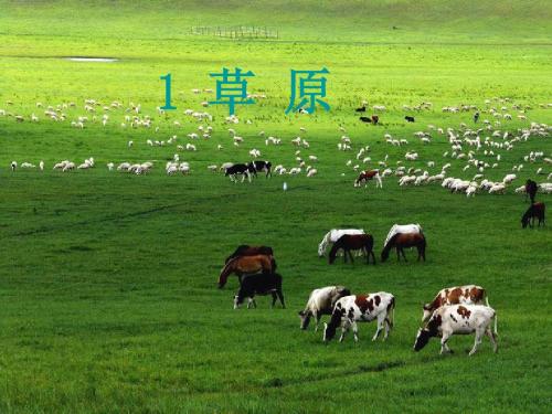《草原》精品课件(绝对完美版)