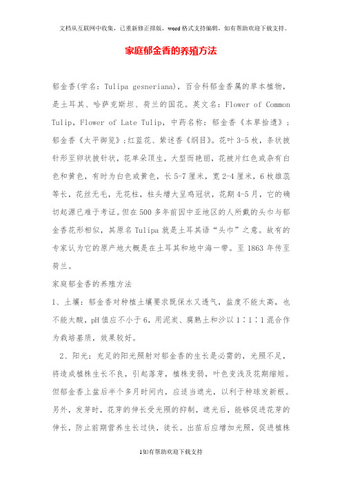 家庭郁金香的养殖方法