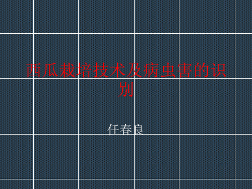 西瓜技术培训课件