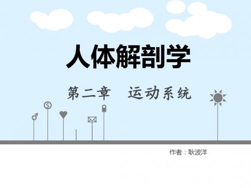 骨学总论