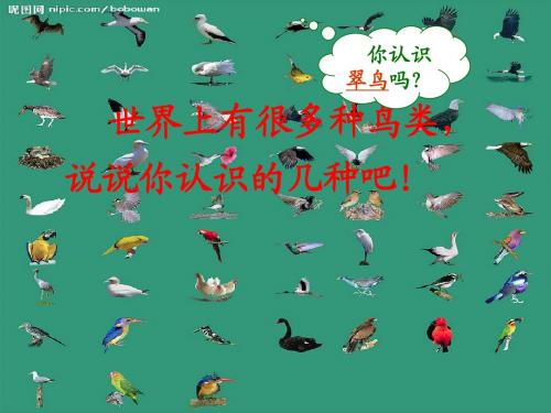 语文S版三年级下册5 翠鸟