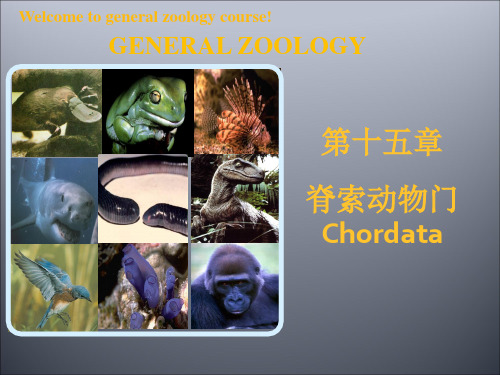 普通动物学课件第十五章脊索动物门