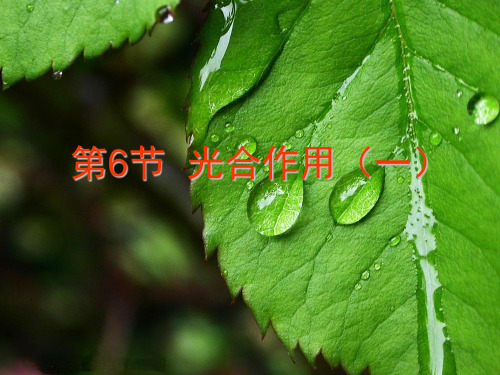 浙教版科学八级下册光合作用ppt_优质版PPT5