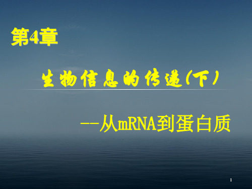 真核生物的翻译过程ppt课件