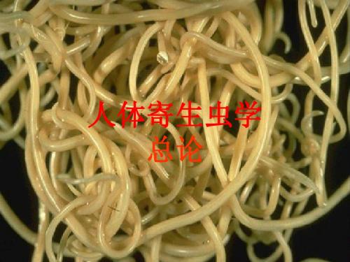 寄生虫学检验总论
