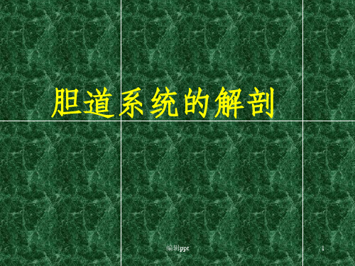 肝脏的解剖、分叶