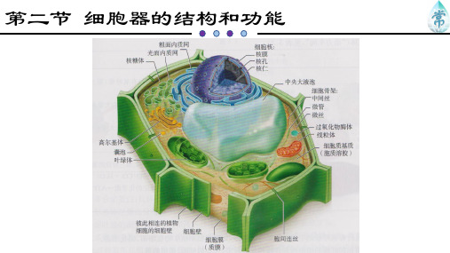 《细胞器之间的分工合作》PPT课件1