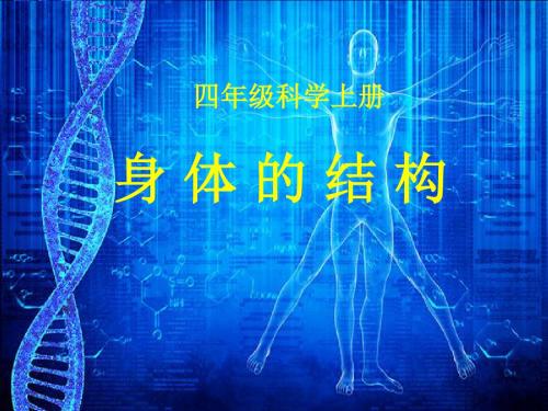 四年级上册科学课件-4.1身体的结构 教科版 (共9张PPT)
