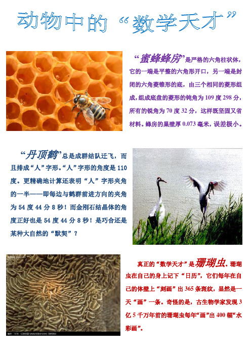 动物中的“数学天才”