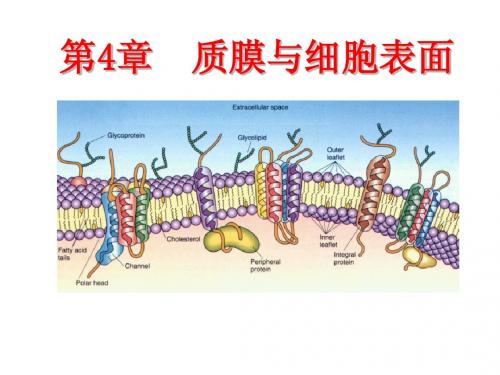 第4章 质膜与细胞表面