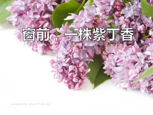 《窗前一株紫丁香》课件ppt