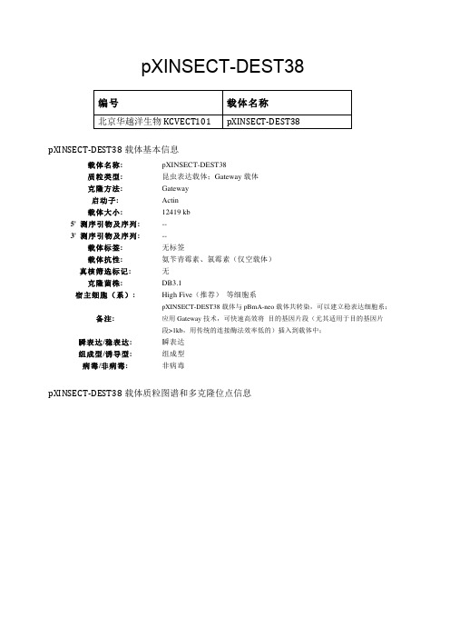 pXINSECT-DEST38昆虫表达载体说明