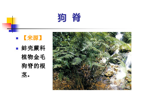 教案下篇2 根及根茎类药材