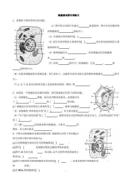 细胞器识图专项练习