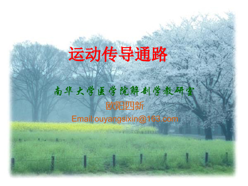 《运动传导通路》PPT课件