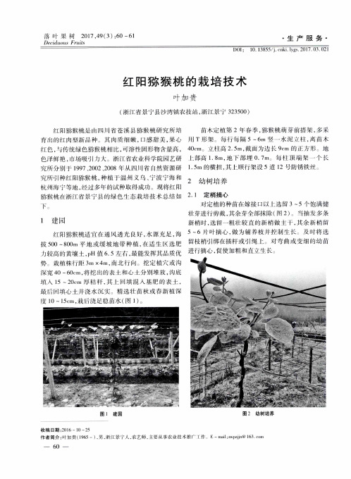 红阳猕猴桃的栽培技术