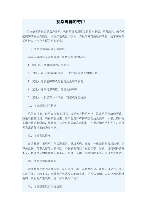 观察鸡群的窍门