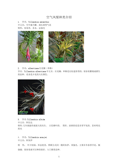 空气凤梨种类介绍