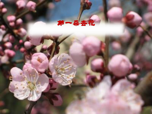 《第一朵杏花》PPT课件4【优秀课件推荐】