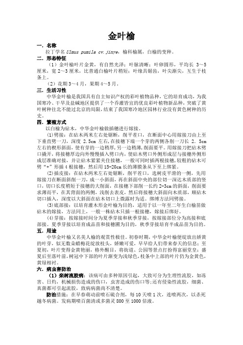 金叶榆